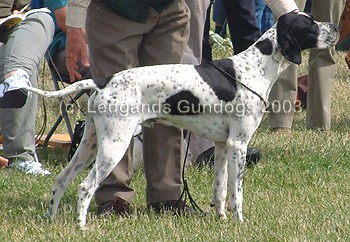 3rd Limit Dog